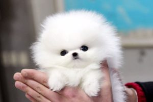 Cute Pomeranian Puppies Videos Compilation #2 | Cutest and Funny Dogs