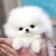 Cute Pomeranian Puppies Videos Compilation #2 | Cutest and Funny Dogs