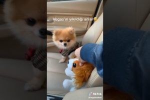 Cute Pomeranian pets compilation 2021 | Cutest Puppies videos