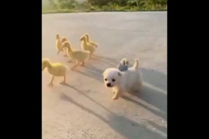 | Cute Puppies | Cute chickens | Cute Animal Videos | Cute Babies | ?? |