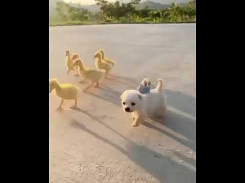 | Cute Puppies | Cute chickens | Cute Animal Videos | Cute Babies | ?? |