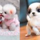 Cute Puppies Doing Funny Things 2021? #18 Cutest Dogs