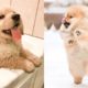 Cute Puppies Doing Funny Things 2021 #8 Cutest Dogs