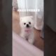Cute Puppies Doing Funny Things # 464