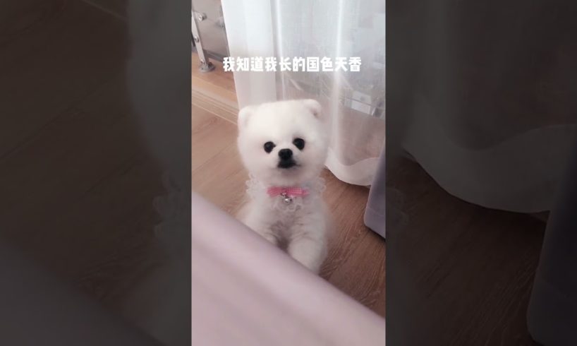 Cute Puppies Doing Funny Things # 464