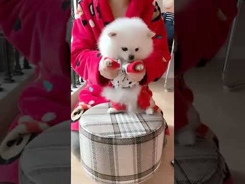 Cute Puppies Doing Funny Things # 826