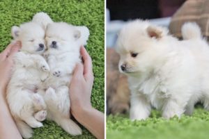 ♥Cute Puppies Doing Funny Things ♥ Cutest Pomeranian Dogs | Cute Pom Dogs