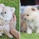 ♥Cute Puppies Doing Funny Things ♥ Cutest Pomeranian Dogs | Cute Pom Dogs