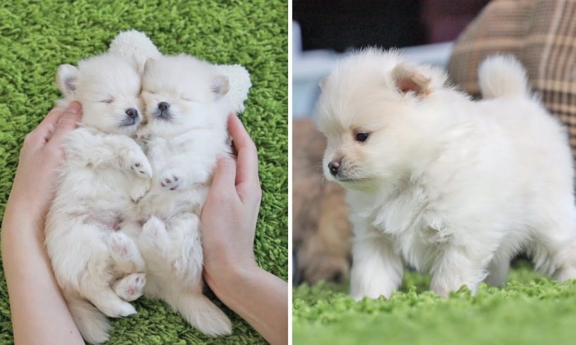 ♥Cute Puppies Doing Funny Things ♥ Cutest Pomeranian Dogs | Cute Pom Dogs