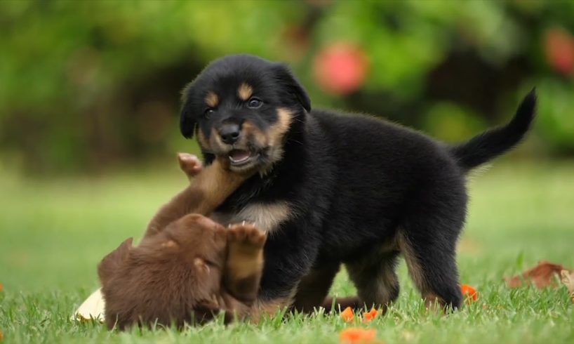 |Cute Puppies Friendship||Cute Dogs ?||Cute Dogs Video|