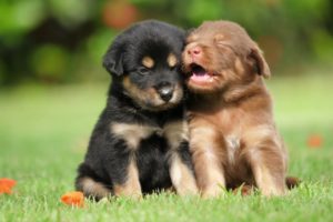 Cute Puppies Playing Videos cutest moment of the animals - Cutest Puppies