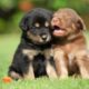 Cute Puppies Playing Videos cutest moment of the animals - Cutest Puppies