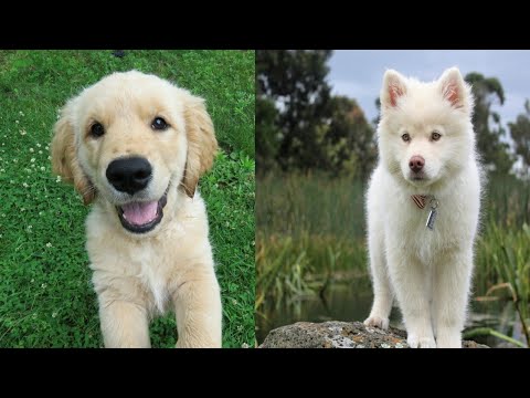 Cute Puppies Videos Complition Cute baby animals videos | Cutest Puppies | Animals Planet
