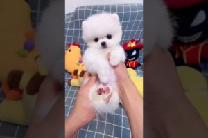 Cute & Funny Dogs & Dog | Cute Puppies Funny Dogs | Baby Dogs Cute and Funny | Aww Cute Animals ? ?
