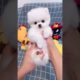 Cute & Funny Dogs & Dog | Cute Puppies Funny Dogs | Baby Dogs Cute and Funny | Aww Cute Animals ? ?