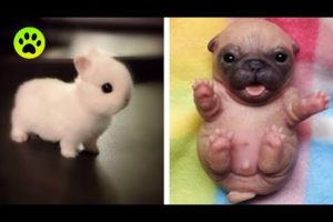 Cute baby animals Videos Compilation cutest moment of the animals Cutest Puppies #12