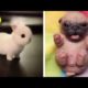 Cute baby animals Videos Compilation cutest moment of the animals Cutest Puppies #12