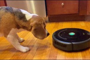 Cute beagle alarmed by Roomba; rescues his toys