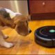 Cute beagle alarmed by Roomba; rescues his toys