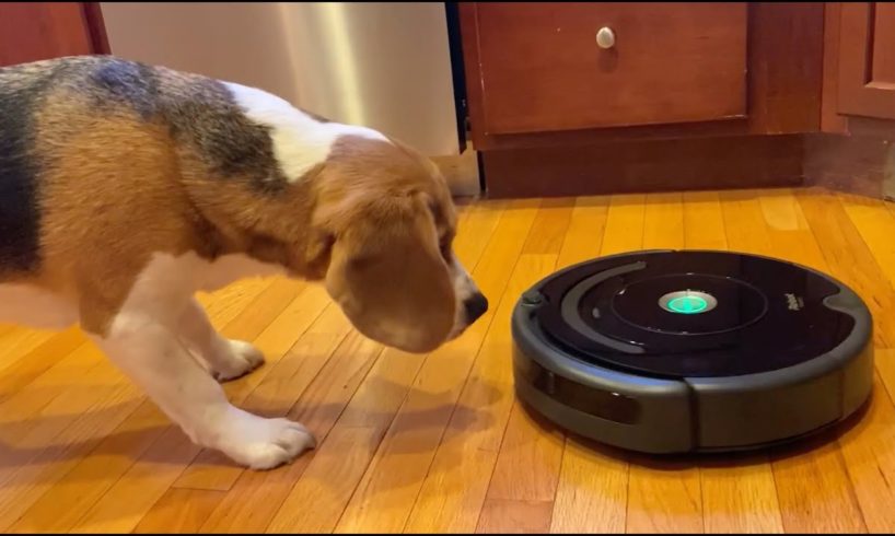 Cute beagle alarmed by Roomba; rescues his toys