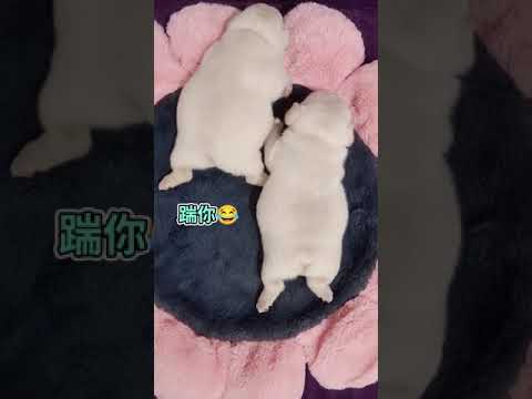 Cute puppies doing funny things 2021 #22 Cutest Dogs 260