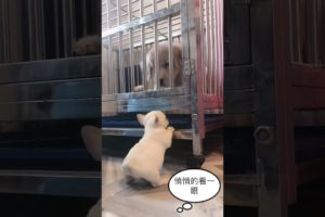 Cute puppies doing funny things 2021  Funny dog 2021#21 549