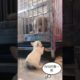 Cute puppies doing funny things 2021  Funny dog 2021#21 549