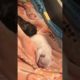 Cute puppies doing funny things 2021  Funny dog 2021#21 593
