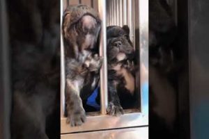 Cute puppies doing funny things 2021  Funny dog 2021#21 617