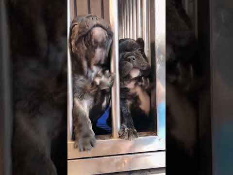 Cute puppies doing funny things 2021  Funny dog 2021#21 617