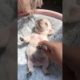 Cute puppies doing funny things 2021  Funny dog 2021#21 636