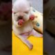 Cute puppies doing funny things 2021  Funny dog 2021#21 674