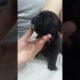 Cute puppies doing funny things 2021  Funny dog 2021#21 989