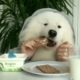 Cute puppies doing lunch and dinner in unique style