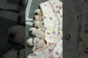 Cute puppies sleeping #shorts