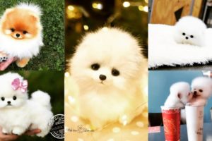 Cute puppies||Funny puppy activities|| Cutest puppy #cuties||Puppy videos|| Yashi Explores
