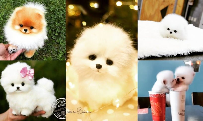 Cute puppies||Funny puppy activities|| Cutest puppy #cuties||Puppy videos|| Yashi Explores