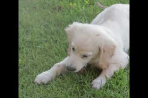 Cute white dog relaxing and playing on grass | Wildlife | Animal Wildlife | Animal playing |