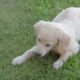 Cute white dog relaxing and playing on grass | Wildlife | Animal Wildlife | Animal playing |