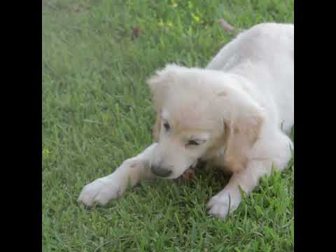 Cute white dog relaxing and playing on grass | Wildlife | Animal Wildlife | Animal playing |