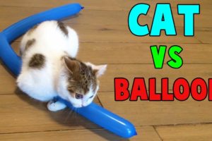 Cutest Cats vs Balloon Funny Cats Playing with Balloon by Animals TV