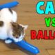 Cutest Cats vs Balloon Funny Cats Playing with Balloon by Animals TV