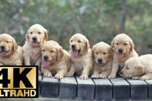 Cutest Dogs 4K UltraHD Slideshow 2018
