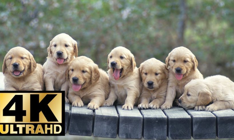 Cutest Dogs 4K UltraHD Slideshow 2018