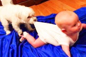 Cutest Dogs Babysitting Babies Video - Baby Awesome Video