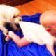 Cutest Dogs Babysitting Babies Video - Baby Awesome Video