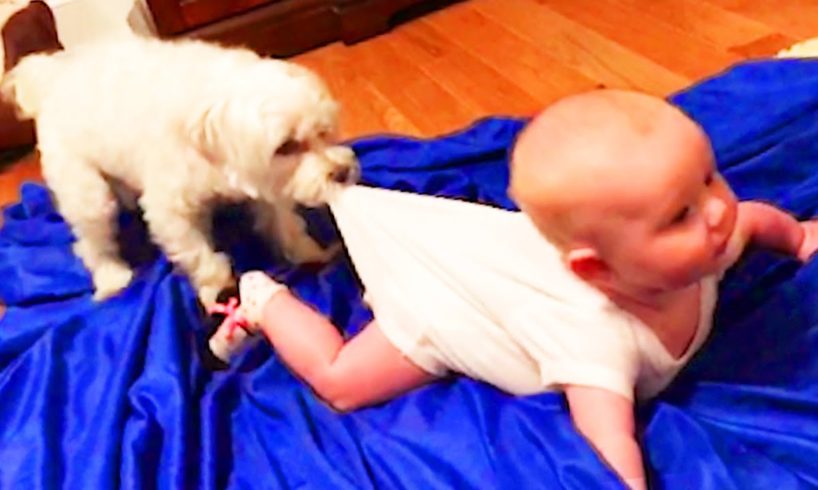 Cutest Dogs Babysitting Babies Video - Baby Awesome Video