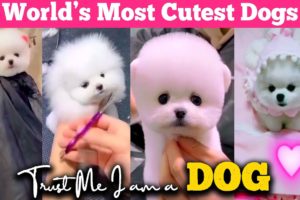 ??Cutest Dogs Compilation | Fun Guaranteed?? | LOL? | Chinese Puppy? | Foxy