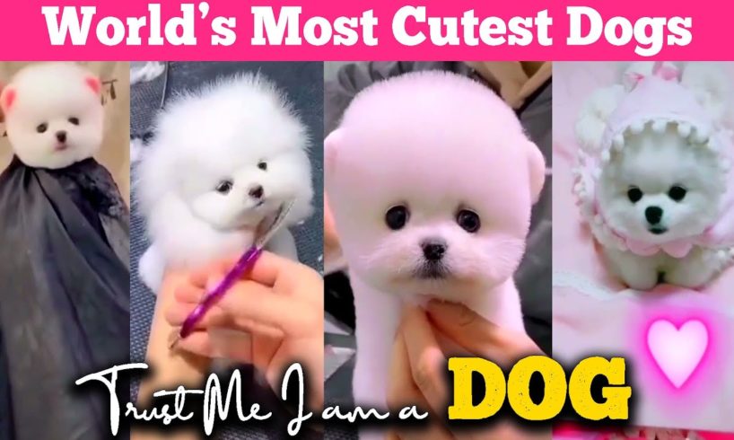 ??Cutest Dogs Compilation | Fun Guaranteed?? | LOL? | Chinese Puppy? | Foxy