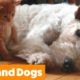 Cutest Dogs and Cats | Funny Pet Videos